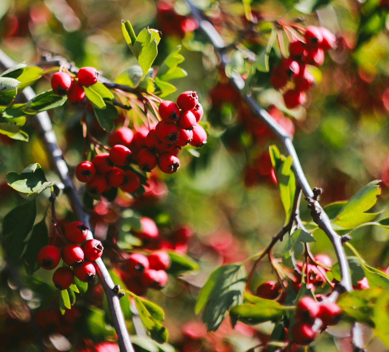 Le phyto-retinol : quels avantages par rapport au rétinol classique ?