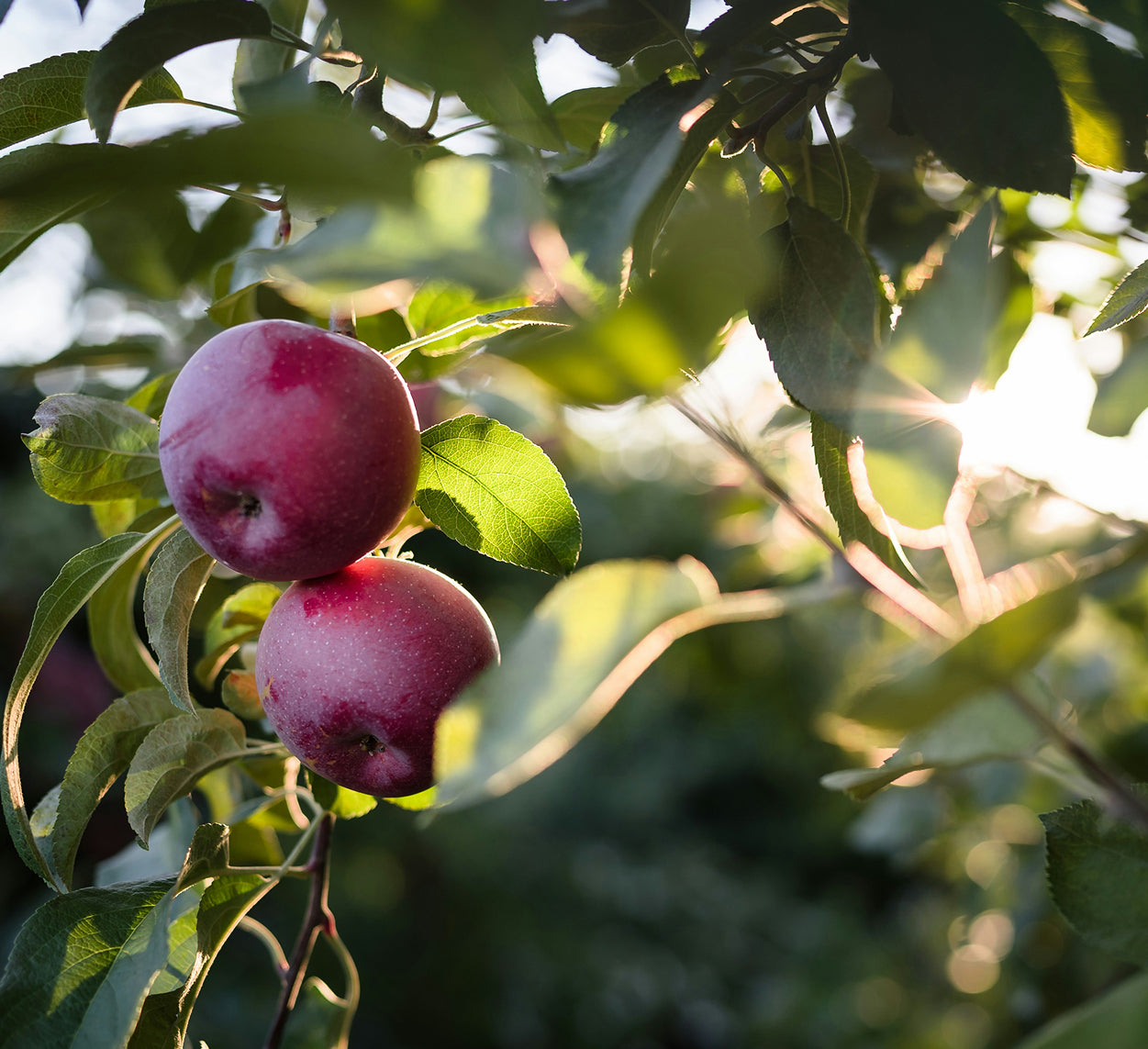 L’huile de pépins de pomme : un élixir naturel pour hydrater et revitaliser la peau
