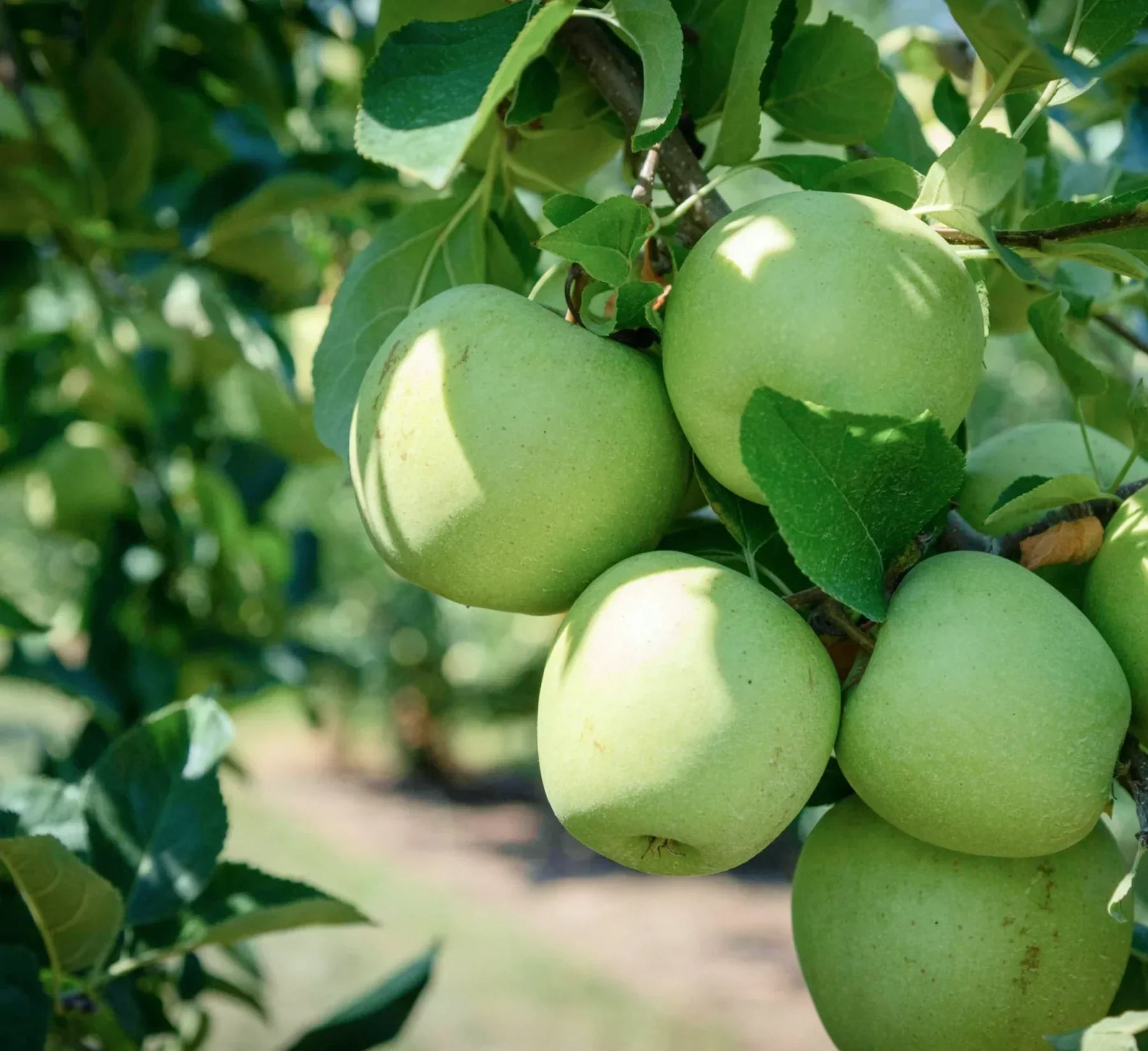 L’huile de pépins de pomme : un élixir naturel pour hydrater et revitaliser la peau