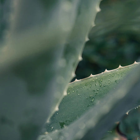 Aloe vera