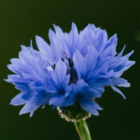 Cellules de bleuet + vitamine C