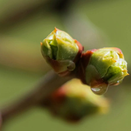 Bourgeons de hêtre
