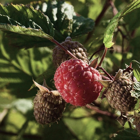 Huile de pépins de framboise