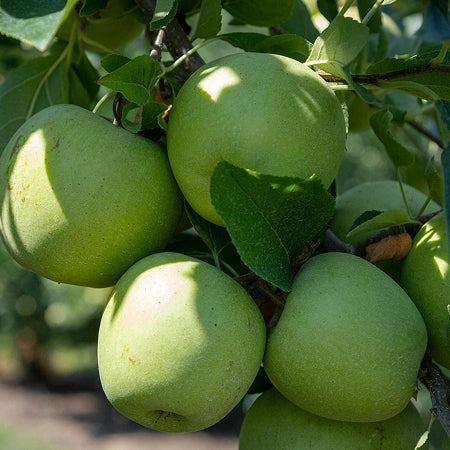 Huile de pépins de pomme