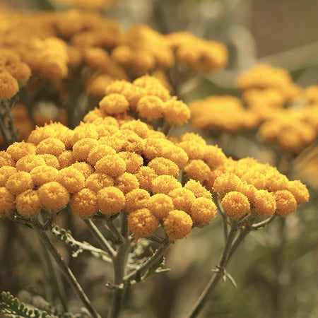 Immortelle