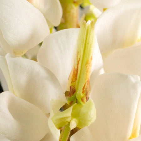 Peptides de lupin